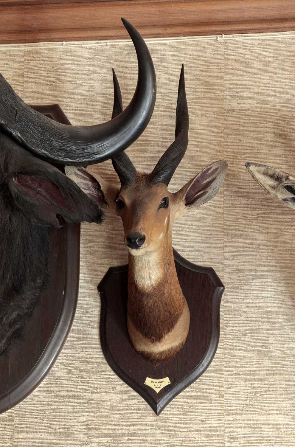 Taxidermy: Cape Bushbuck (Tragelaphus sylvaticus), dated 1909, British East Africa, by Rowland - Image 6 of 6