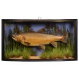 Taxidermy: A Cased Brown Trout (Salmo trutta), dated 1911, by W. Barnes, Taxidermy, 30 Lesley