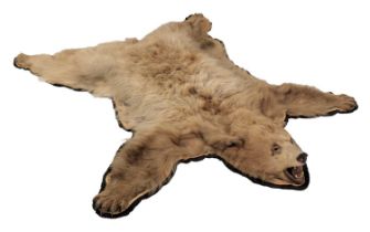 Taxidermy: Cinnamon Coloured North American Black Bear Skin Rug (Ursus americanus), circa late