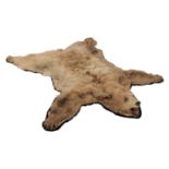 Taxidermy: Cinnamon Coloured North American Black Bear Skin Rug (Ursus americanus), circa late