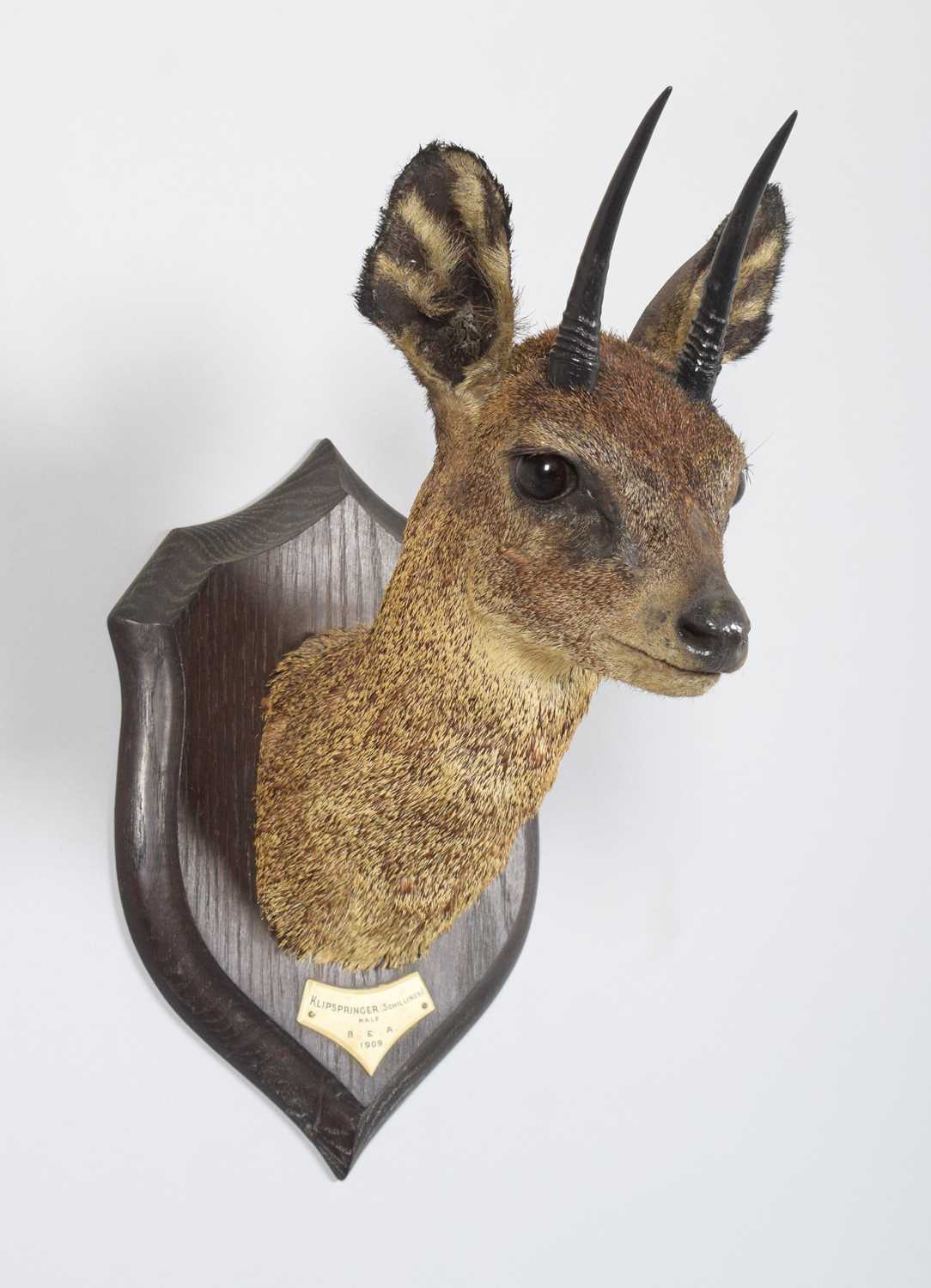 Taxidermy: Maasai Klipspringer (Oreotragus schillingsi), dated 1909, British East Africa, by Rowland - Image 3 of 6