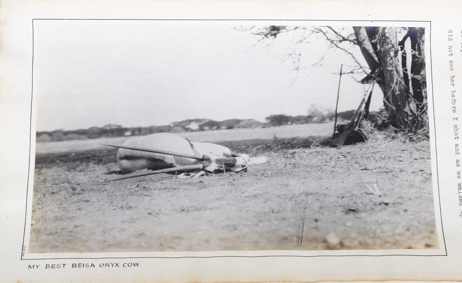 Taxidermy: Beisa Oryx (Oryx beisa), dated 1912, British East Africa, by Rowland Ward Ltd, "The - Image 10 of 12