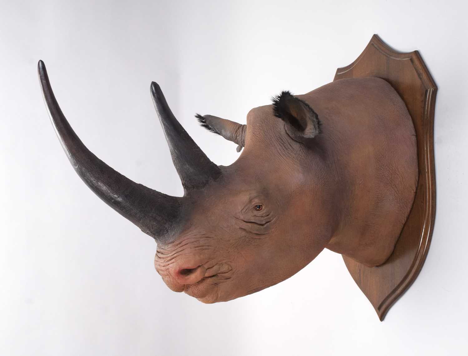 Taxidermy: A Superb Recreation of a Black Rhinoceros (Diceros bicornis), modern, a large high