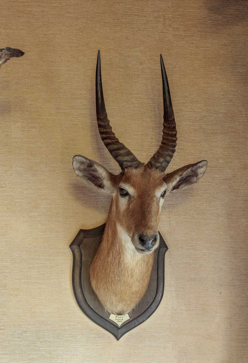 Taxidermy: Southern Puku (Kobus vardonii vardonii), dated 1920, Kafue, Zambia, by Rowland Ward - Image 7 of 7