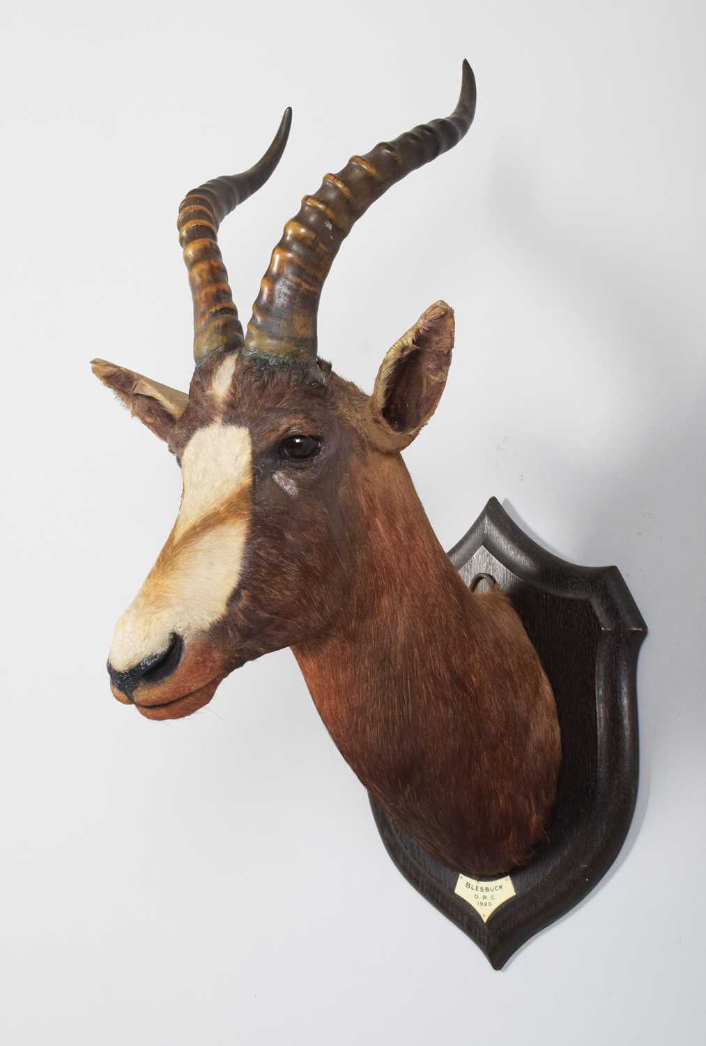 Taxidermy: Blesbok (Damaliscus phillipsi), dated 1920, Orange River Colony, South Africa, a high - Image 2 of 7