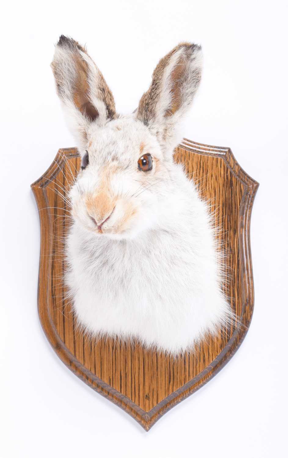 Taxidermy: Scottish Mountain Hare (Lepus timidus), dated 2018, an adult shoulder mount with head - Image 3 of 3