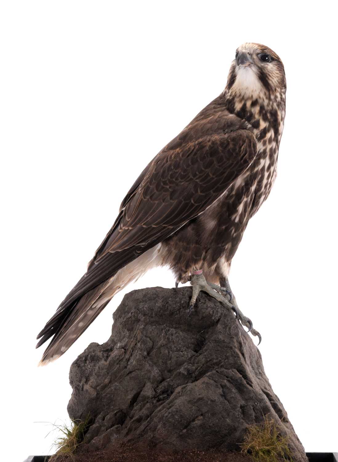 Taxidermy: A Cased Saker Falcon (falco cherrug), captive bred, dated 2021, by Rob Marshall, - Image 4 of 8