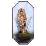 Taxidermy: A Wall Cased Tawny Owl (Strix aluco), dated 2008, a full mount adult looking straight
