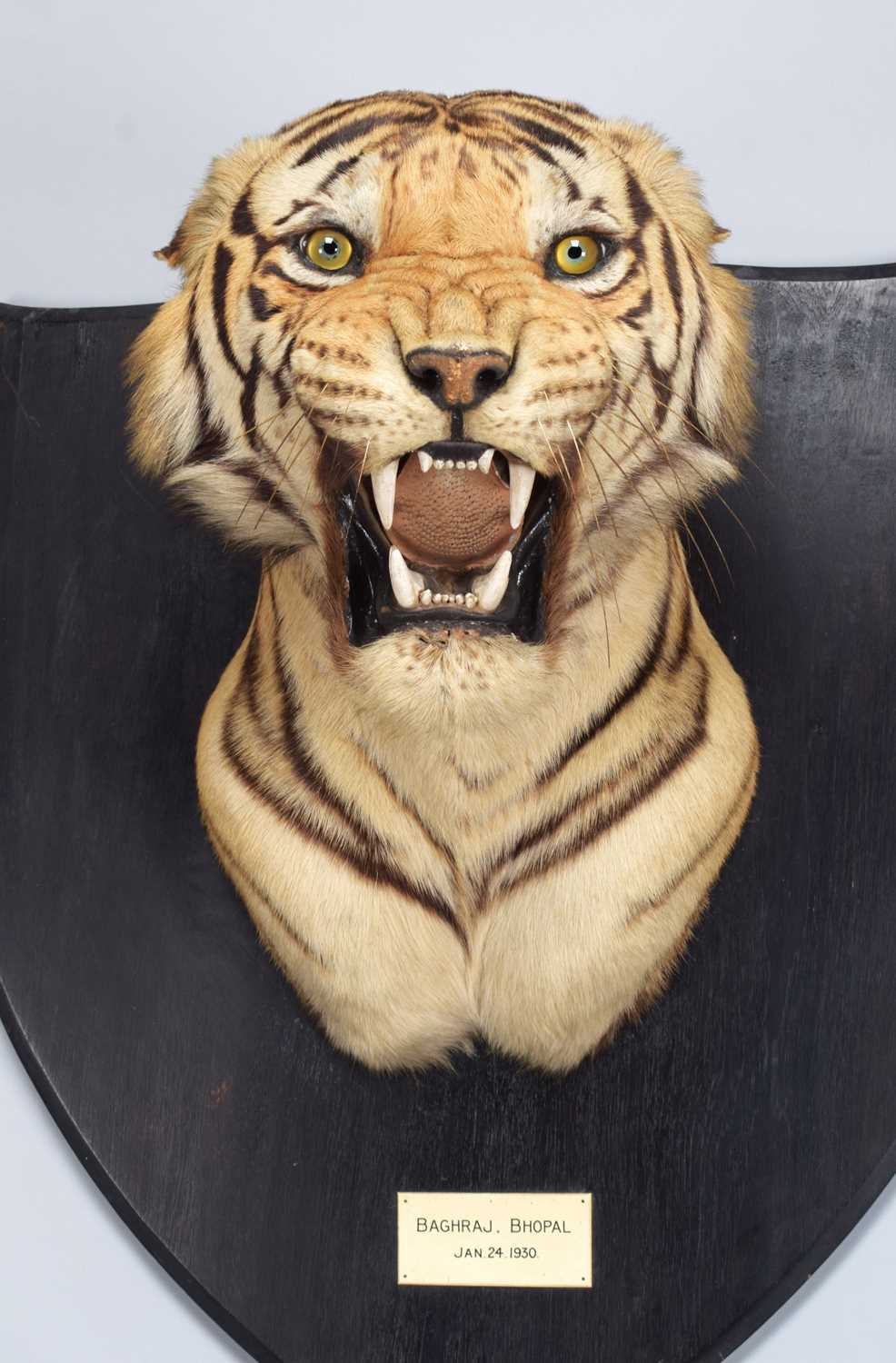 Taxidermy: Bengal Tiger (Panthera tigris tigris), dated January 24th 1930, by Van Ingen & Van Ingen, - Image 9 of 20