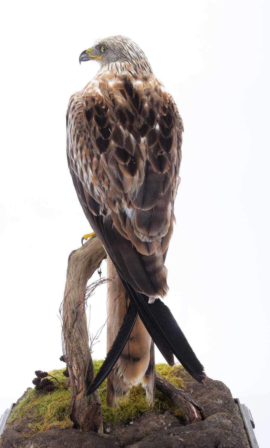 Taxidermy: A Cased Red Kite (Milvus milvus), dated 2023, a full mount adult with head turning to the - Image 8 of 10