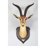 Taxidermy: Robert's Gazelle (Nanger granti robertsi), dated 1909, British East Africa, by Rowland