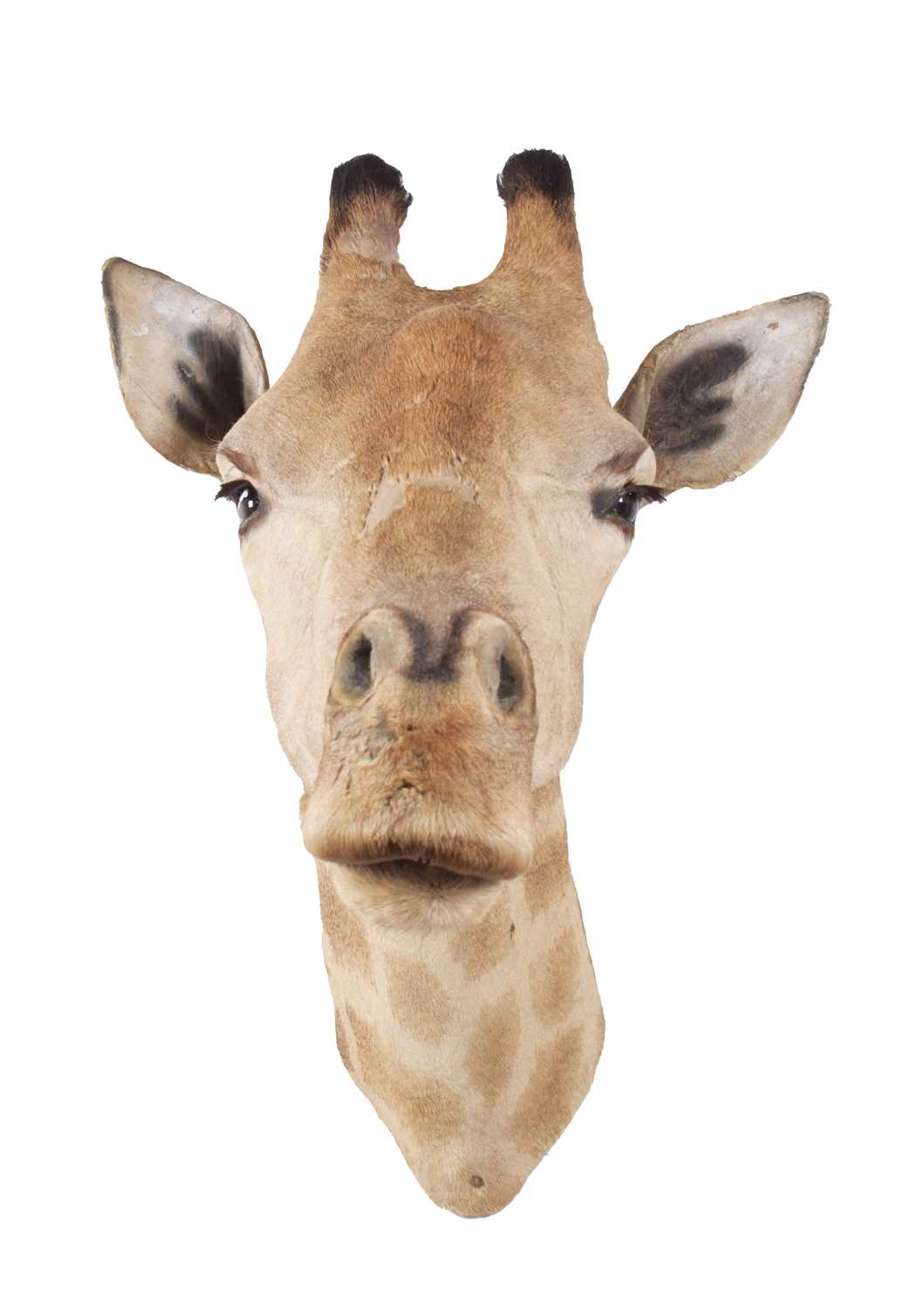 Taxidermy: South African Giraffe (Giraffa camelopardalis), late 20th century, South Africa, an adult - Image 3 of 4