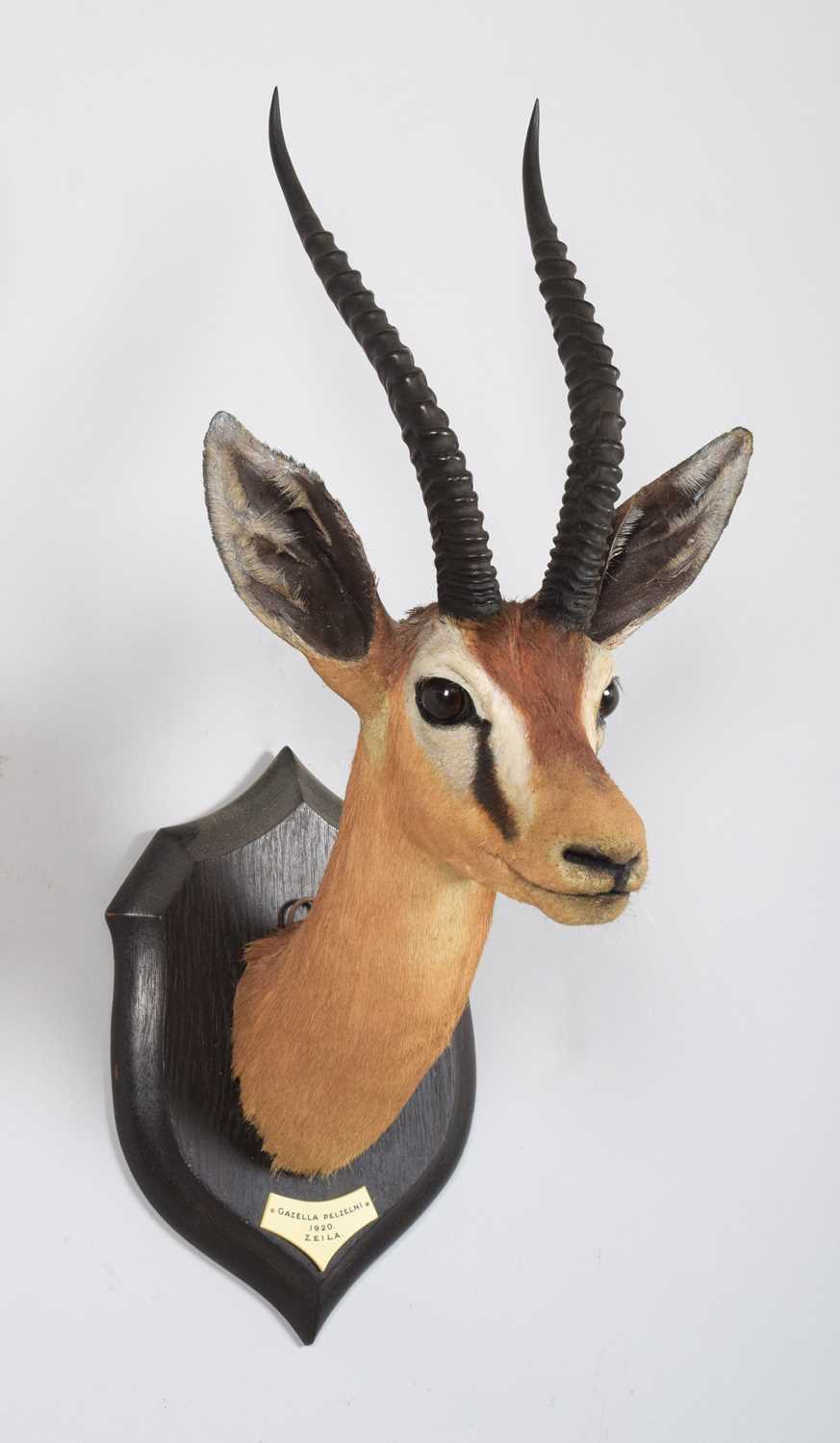 Taxidermy: Pelzeln's Gazelle (Gazella pelzelni), dated 1920, Zeila, Somalia, by Rowland Ward Ltd, "