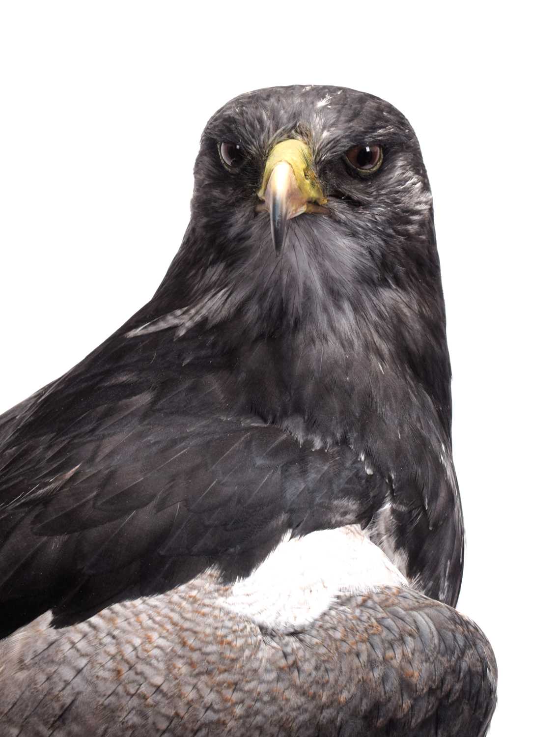 Taxidermy: A Cased Black-chested Buzzard-eagle or Chilean Blue Eagle (Geranoaetus melanoleucus), - Image 10 of 13