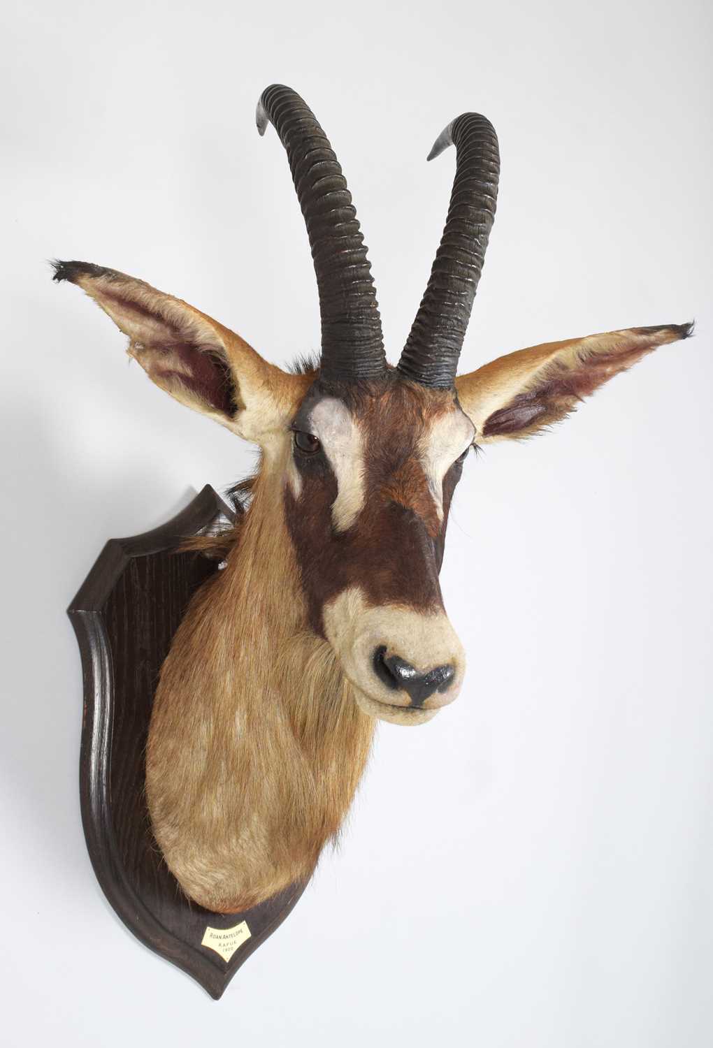 Taxidermy: Roan Antelope (Hippotragus equinus), dated 1920, Kafue, Zambia, by Rowland Ward Ltd, - Image 3 of 7