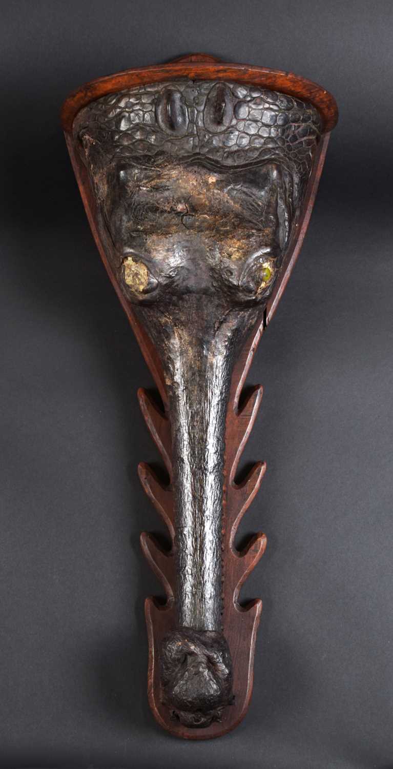 Taxidermy: A Late Victorian Gharial Crocodile Head Mount (Gavialis gangeticus), circa late 19th - Image 3 of 9