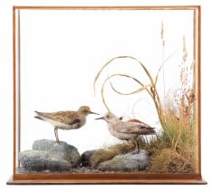 Taxidermy: A Cased Temminck's & Little Stint (Calidris temminckii/ Calidris minuta), circa early