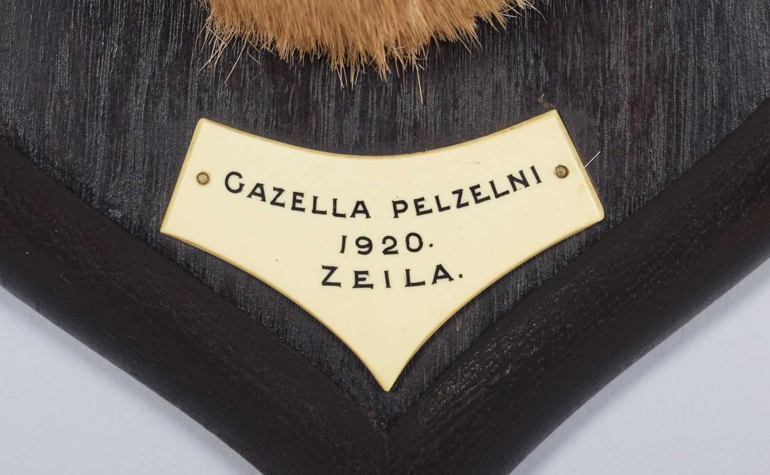 Taxidermy: Pelzeln's Gazelle (Gazella pelzelni), dated 1920, Zeila, Somalia, by Rowland Ward Ltd, " - Image 4 of 5