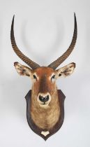 Taxidermy: Defassa Waterbuck (Kobus defassa), circa 1923-1924, Hima River Toro, Uganda, by Rowland