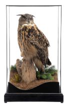 Taxidermy: A Cased European Eagle Owl (Bubo bubo), captive bred, dated 2023, by Carl Church,