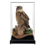 Taxidermy: A Cased European Eagle Owl (Bubo bubo), captive bred, dated 2023, by Carl Church,