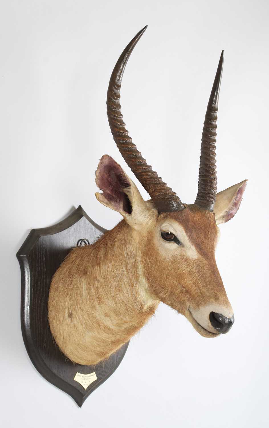 Taxidermy: Ellipsen or Common Waterbuck (Kobus ellipsiprymnus), dated 1912, British East Africa, - Image 3 of 7