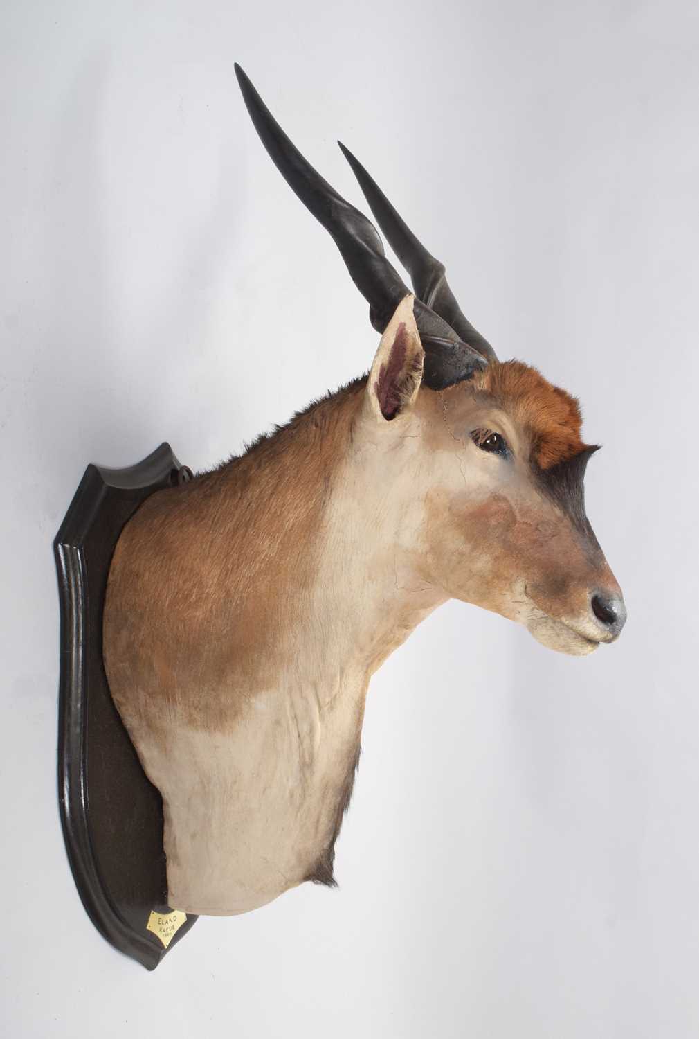 Taxidermy: Livingstone's Eland (Taurotragus oryx livingstonei), dated 1920, Kafue, Zambia, by - Image 5 of 9