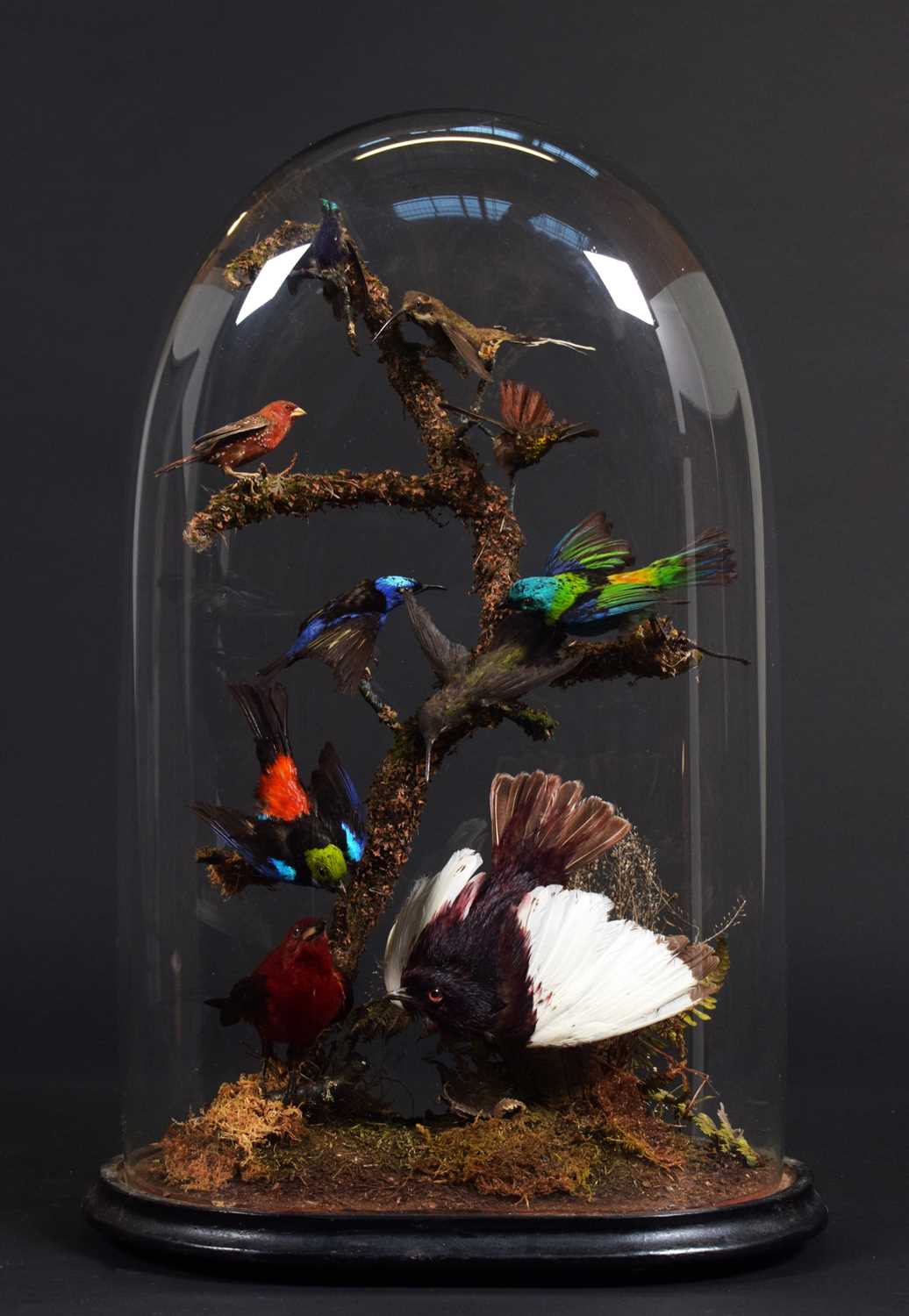 Taxidermy: A Late Victorian Display of South American Tropical Birds, circa 1870-1900, a typical - Image 2 of 11