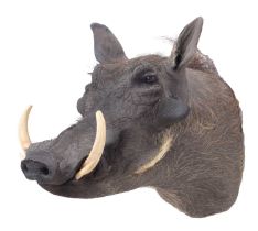 Taxidermy: Common Warthog (Phacochoerus africanus), circa late 20th century, South Africa, a high