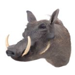 Taxidermy: Common Warthog (Phacochoerus africanus), circa late 20th century, South Africa, a high