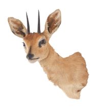 Taxidermy: South African Steenbok (Raphicerus campestris campestris), 21st century, South Africa,