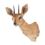 Taxidermy: South African Steenbok (Raphicerus campestris campestris), 21st century, South Africa,