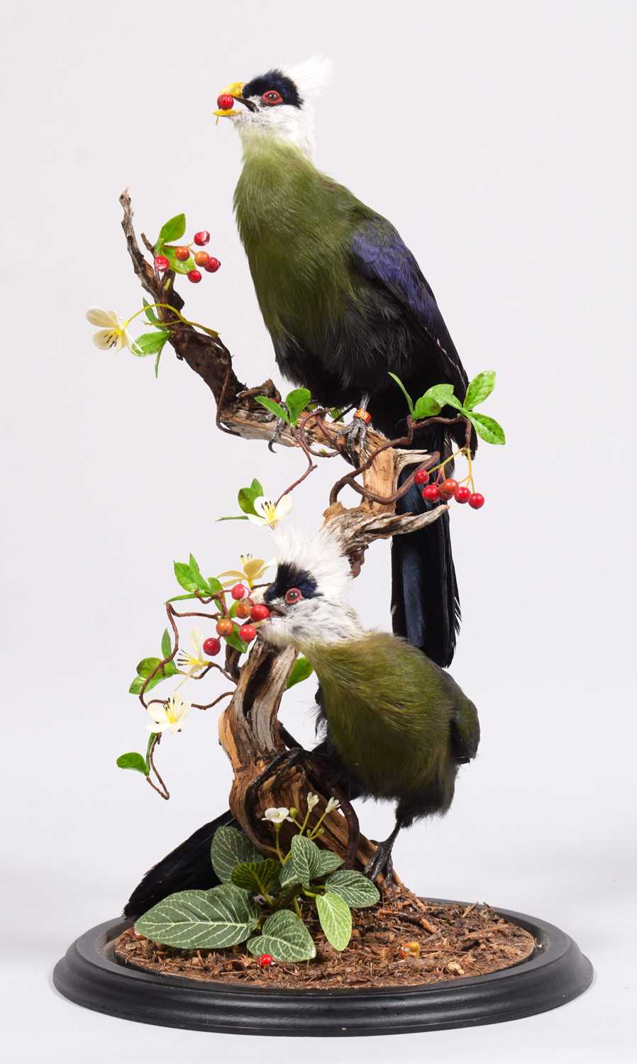Taxidermy: A Pair of White-crested Turaco (Tauraco leucolophus), captive bred, modern, by Robert - Image 2 of 2