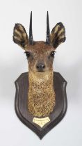 Taxidermy: Maasai Klipspringer (Oreotragus schillingsi), dated 1909, British East Africa, by Rowland