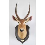 Taxidermy: Ellipsen or Common Waterbuck (Kobus ellipsiprymnus), dated 1912, British East Africa,