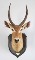 Taxidermy: Ellipsen or Common Waterbuck (Kobus ellipsiprymnus), dated 1912, British East Africa,