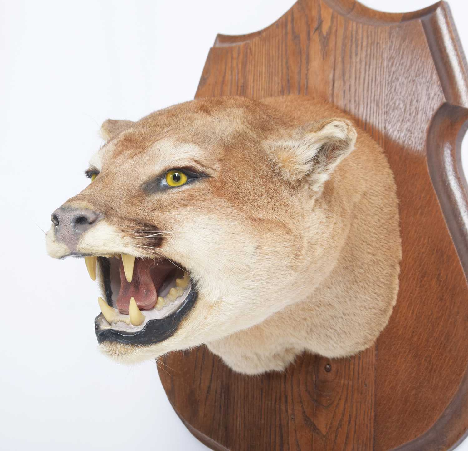 Taxidermy: North American Puma or Mountain Lion (Puma concolor), circa late 20th century, a superb - Image 4 of 9