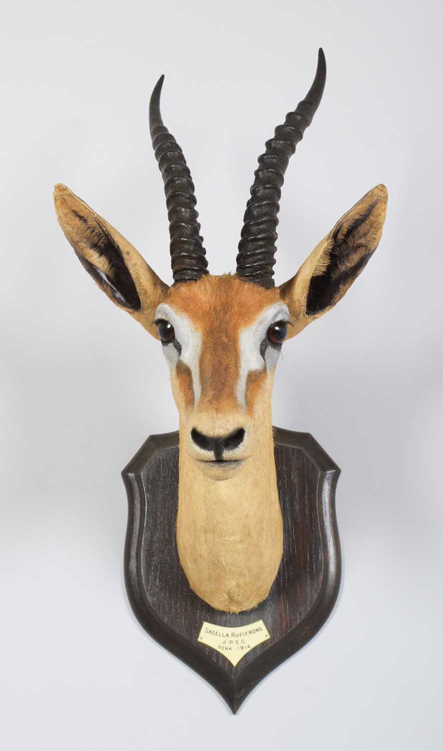 Taxidermy: Red-fronted Gazelle (Eudorcas rufifrons), dated 1914, South Sudan, by Rowland Ward