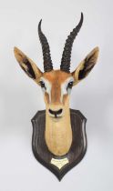 Taxidermy: Red-fronted Gazelle (Eudorcas rufifrons), dated 1914, South Sudan, by Rowland Ward