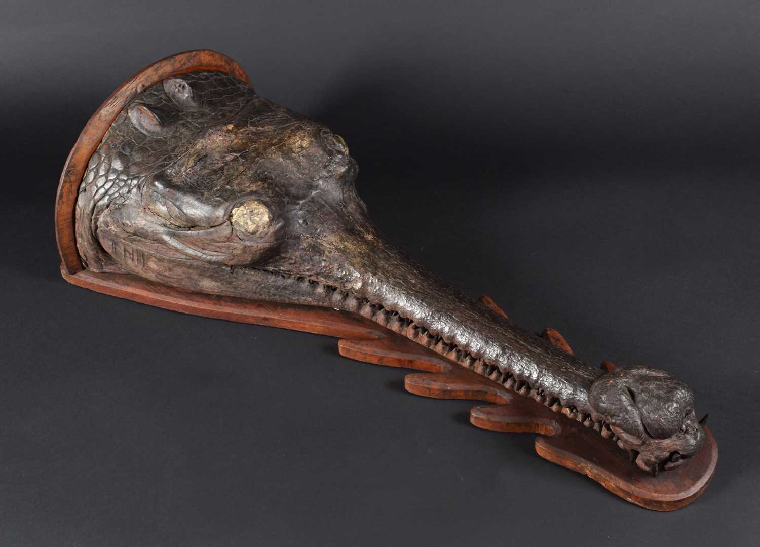 Taxidermy: A Late Victorian Gharial Crocodile Head Mount (Gavialis gangeticus), circa late 19th - Image 7 of 9