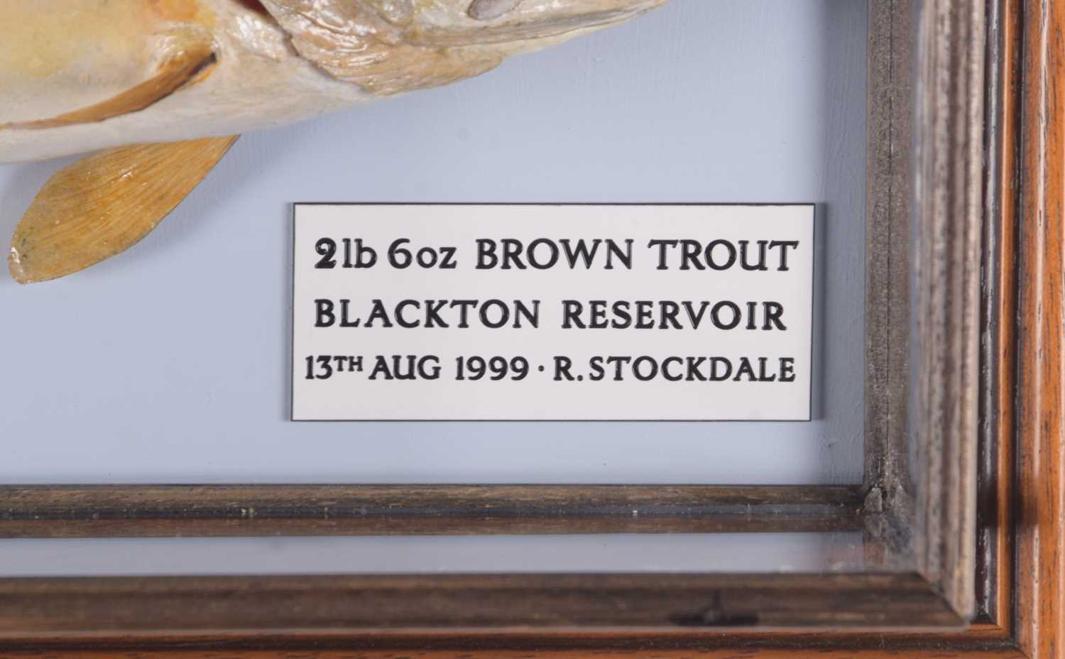 Taxidermy: A Cased Brown Trout (Salmo trutta), dated 13th August 1999, by R. Stockdale, Newton - Image 2 of 3