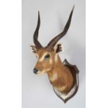 Taxidermy: Sitatunga (Tragelaphus spekii), circa 1923-1924, Bugalla Island, Uganda, by Rowland