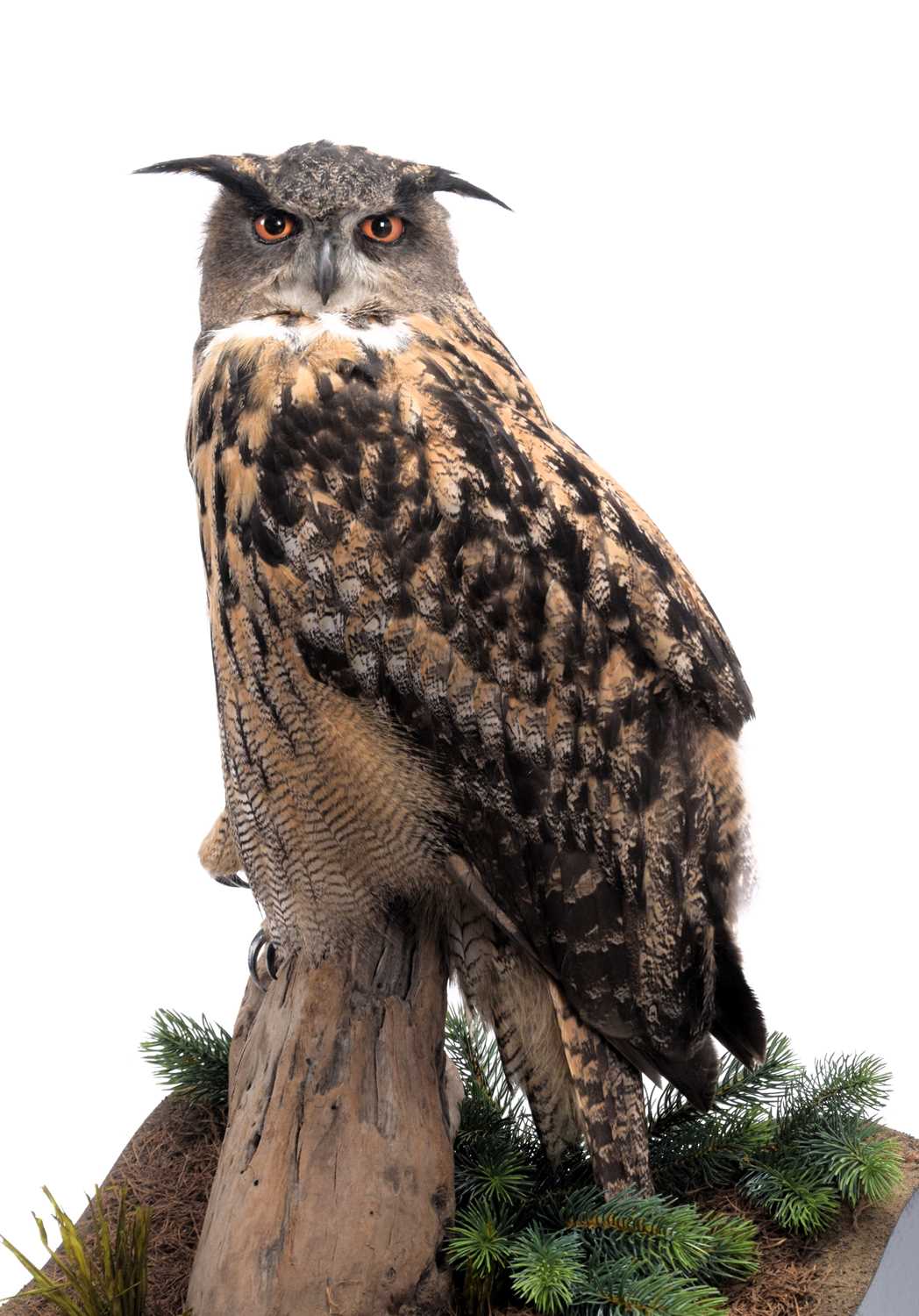 Taxidermy: A Cased European Eagle Owl (Bubo bubo), captive bred, dated 2023, by Carl Church, - Image 2 of 9