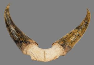 Antlers/Horns: A Set of Kankrej Bull Horns (Bos (primigenius) indicus), circa early 20th century,
