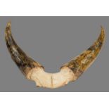 Antlers/Horns: A Set of Kankrej Bull Horns (Bos (primigenius) indicus), circa early 20th century,