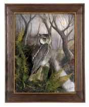 Taxidermy: A Wall Cased Northern White-faced Scops Owl (Ptilopsis leucotis), captive bred, dated