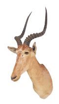 Taxidermy: A Very Rare Hirola or Hunter's Hartebeest (Beatragus hunteri), circa 1960, by J.F.