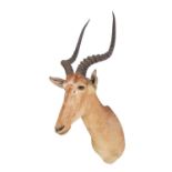 Taxidermy: A Very Rare Hirola or Hunter's Hartebeest (Beatragus hunteri), circa 1960, by J.F.