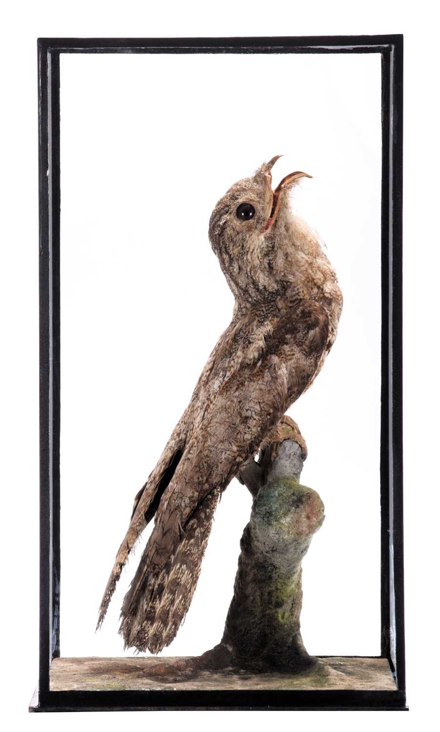 Taxidermy: A Cased Tawny Frogmouth (Podargus strigoides), circa early-mid 20th century, a full mount