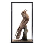 Taxidermy: A Cased Tawny Frogmouth (Podargus strigoides), circa early-mid 20th century, a full mount